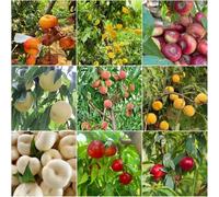 durazno resistente - semi semi di tetto verde balcone balcone - Serie Rare perenne resistenti interni 8pz