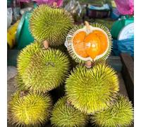 Durian balcone spermatorio durian semi di semi giardino perenne resistenti ufficio resistenti all'aperto 80pcs