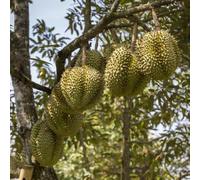 durian semi d'appartamento balcone rialzato letto vaso Aiuole rialzate 45pcs