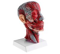 DuskHaven Anatomia 1:1 metà Testa Umana con Collo Nervi Anatomia Didattica