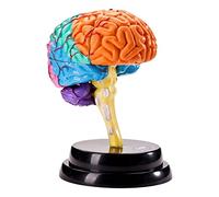 DuskHaven Modello di Cervello Umano, Strumento Anatomico, Modello di Funzione Cerebrale per Il