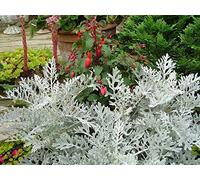 Dusty Miller Semi Silverado 200 Seeds Seeds ONLY