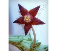 DUVALIA SULCATA, exotic huernia rare orbea succulent stapelii seeds 3 seeds -