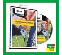 DVD CORSO COMPLETO POTATURA DELLA ROSA VIDEOCORSO TUTORIAL 45MIN STOCKER ROSE