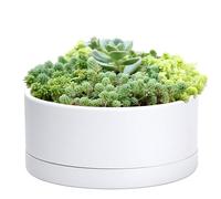 D'vine Dev Fioriera bassa in plastica da 25 cm, grande vaso rotondo per piante grasse con foro di drenaggio e salsa, vaso decorativo per bonsai per piante da interno, bianco, 76-A-M-1