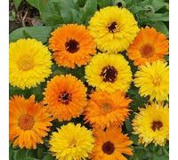 DWARF MARIGOLD - 150 Seeds - GITANA - Calendula Officnals - Fiesta Mix Seeds ONLY