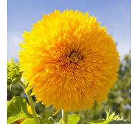 Dwarf Sunflower Teddy Bear 40 Seeds Helianthus Annuus Perfect for Kids Seeds ONLY