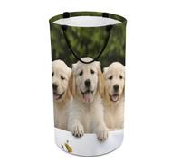 DWTJKMS Golden Retriever - Cesto portabiancheria pieghevole con manici per il trasporto, grande cesto portaoggetti per lavanderia, dormitorio, famiglia