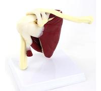 DYCJYUI Modello di articolazione Muscolare della Spalla, Modello di Anatomia della Scapula della Spalla Destra del Corpo Umano di Dimensioni Vitali 1:1 con Base Rimovibile 3D Manuale del Prodotto