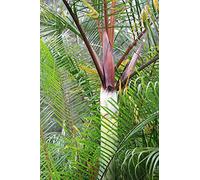 Dypsis Baronii 'Black Petiole Tree Vakona 3 Fresh Seeds Rare Seeds ONLY