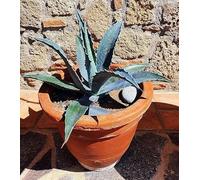 E.C.A.T.E. Piante grasse rare | Agave americana americana [vaso Ø 18 cm]