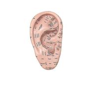 Ear Acupuncture Model Professional Reflexology Acupoint Learning Display Laboratory Supplies