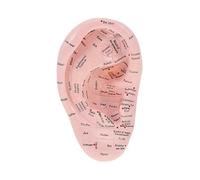 Ear Acupuncture Model Professional Reflexology Acupoint Learning Display Laboratory Supplies
