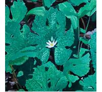 Early Fern Wetland Interiors (Vinyl LP) 12" Album