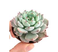 Echeveria cv SITIFUKUMIAMA - - Gallina e pulcini | Palla di neve messicana