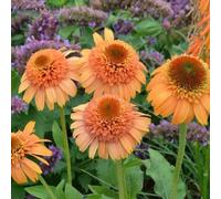 echinacea, balcone resistenti rare 300semi
