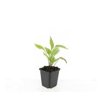 Echinacea Bianca in Vaso, per Giardino, Set da 24, 10-25 cm, Ø9 cm