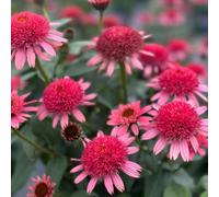 echinacea estivi d'appartamento esotiche decorazione vaso selvatici balcone semi di balcone semi biologici 800pcs