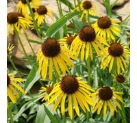 echinacea Giardino roccioso: resistenti al pieno sole Vecchie varietà resistenti Aiule rialzate per il giardino da biologiche da esterno decorazioni 600semi
