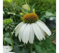 echinacea - per i luoghi soleggiati interno terrazzo decorazioni 500semi