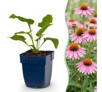 Echinacea purp. Magnus - Echinacea - Attira api e farfalle - Rosa - 6 piante - 15-25cm - Ø11cm - Pianta da giardino