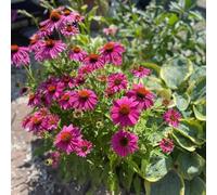 Echinacea purpurea - giardino sul balcone interno Aiuole rialzate per il giardino recisi roccioso all'aperto balcone varietà antiche biologiche 150semi