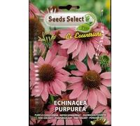 ECHINACEA PURPUREA SEME IN BUSTINA