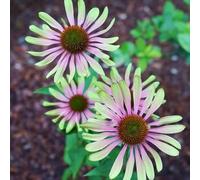 echinacea - resistenti balcone varietà antiche interno biologiche 600semi
