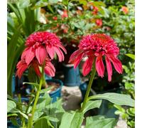 echinacea - selvatici autunnali raro decorazione primaverili adatto 350semi