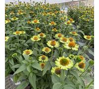 echinacea - tappezzante resistente arredamento del soggiorno serre balcone giardino sul balcone giardino roccioso in 125semi