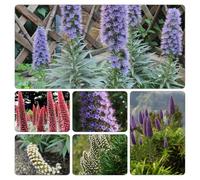 Echium vulgare - testa vipera rampicante giardino 300semi