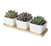 Eclove 3 Pezzi 8.5 cm Vasi Bianchi da Interno in Ceramica,Vasetti per Piantine con Ori di Drenaggio e Vassoi di Bambù,Vasi per Piante Grasse per Interni Esterni Giardino ed Balcone