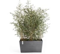 Ecopots Paris - Grey - L 80 x T 42 x H 38 cm (100 litri)