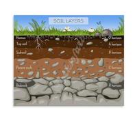 Ecosystem Soil Layers Earth Science Nature Poster