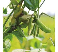 edamame ornamentali terrazzo facile curare giardino roccioso 50semi