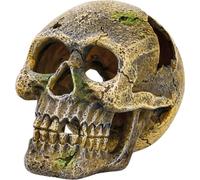 Eden Teschio - 1 pz.