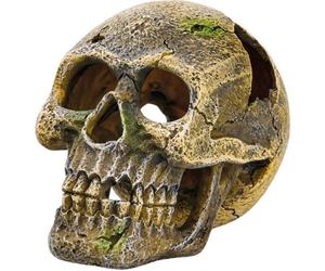 Eden Teschio - 1 pz.