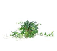 Edera comune verde - pianta da interno di facile manutenzione, Hedera helix - altezza ca. 20 cm, vaso Ø 13 cm