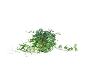 Edera comune verde - pianta da interno di facile manutenzione, Hedera helix - altezza ca. 20 cm, vaso Ø 13 cm