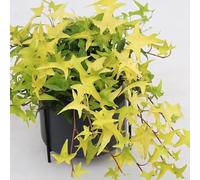 edera - giardino verde di balcone resistente di semi giardino 500pcs