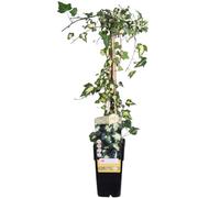 Edera Rampicante Hedera Helix Goldheart, Sempreverde, Verde, Ø15cm, 65cm