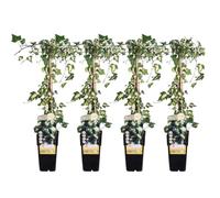 Edera Rampicante Hedera Helix Goldheart, Set da 4, Altezza 65cm, Vaso Ø15