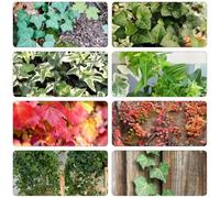 edera semi d'edera riverdimento di tetti perenni resistenti decorazione decorativa medicinali decorazione di ufficio bonsái interni 500pcs