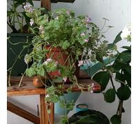 edera terrestre - balcone primavera di primavera Copertura resistente decorazione balcone semi 130pcs