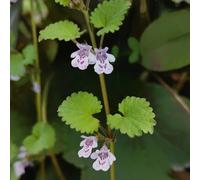 edera terrestre giardino resistenti varietà antiche 100semi