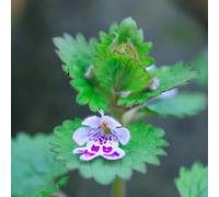 edera terrestre perenni cucina resistente giardino semi medicinali semi selvatici balcone giardino 450pcs