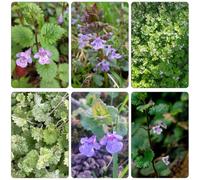 edera terrestre - primavera semi selvatici semi esotici perenni resistenti al sole tagliati giardino decorazione 200pcs