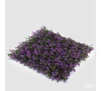EDG Enzo De Gasperi Bosso Siepe 1mtx1mt B2 Lilac