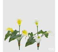 EDG Enzo De Gasperi Calla Bell Cespuglio a 3 Fiori H 45 Cm Bianco Giallo 1 Pz