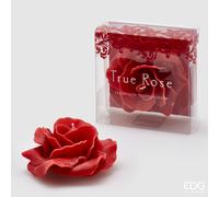 EDG Enzo De Gasperi Candela Rosa Gall. D11 (No-Perlata) 8 Dark Red